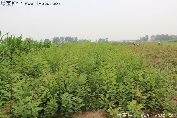 黃櫨<a href='http://0755tehao.com/' target='_blank'>種子</a>