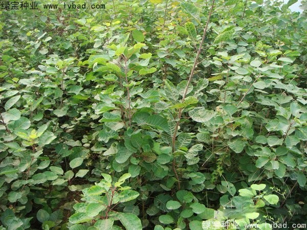 黃櫨<a href='http://0755tehao.com/' target='_blank'>種子</a>
