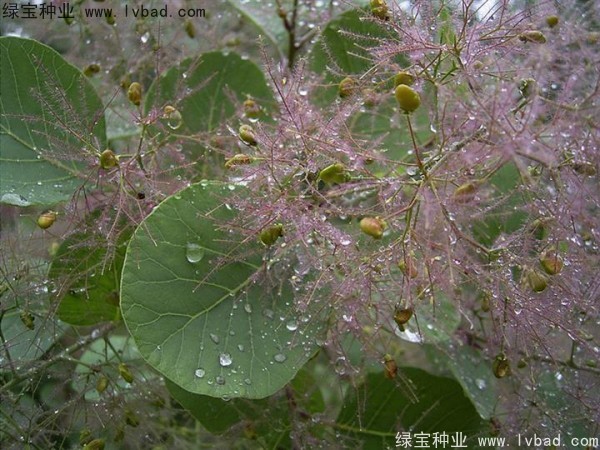 <a href='http://0755tehao.com/linmuzhongzi/1699.html' target='_blank'>黃櫨種子</a>