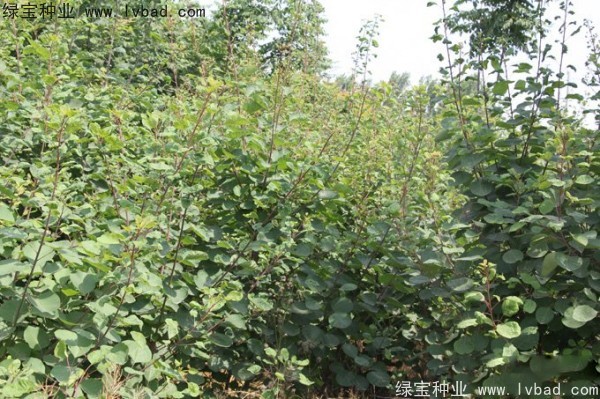 <a href='http://0755tehao.com/linmuzhongzi/1699.html' target='_blank'>黃櫨種子</a>