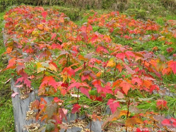 <a href='http://0755tehao.com/linmuzhongzi/1706.html' target='_blank'>紅楓種子</a>