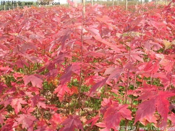 紅楓<a href='http://0755tehao.com/' target='_blank'>種子</a>