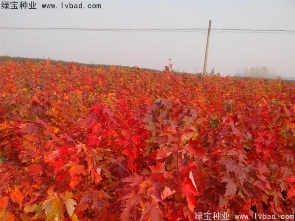 <a href='http://0755tehao.com/linmuzhongzi/1706.html' target='_blank'>紅楓種子</a>