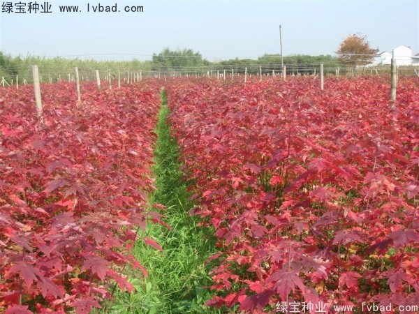 <a href='http://0755tehao.com/linmuzhongzi/1706.html' target='_blank'>紅楓</a><a href='http://0755tehao.com/' target='_blank'>種子</a>