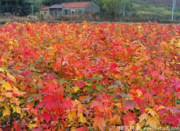 紅楓<a href='http://0755tehao.com/' target='_blank'>種子</a>