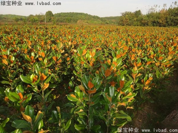 廣<a href='http://0755tehao.com/linmuzhongzi/1813.html' target='_blank'>玉蘭種子</a>