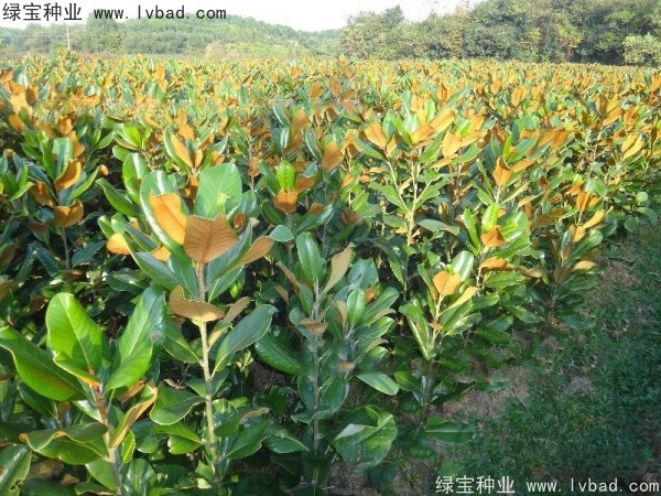 廣<a href='http://0755tehao.com/linmuzhongzi/1813.html' target='_blank'>玉蘭種子</a>