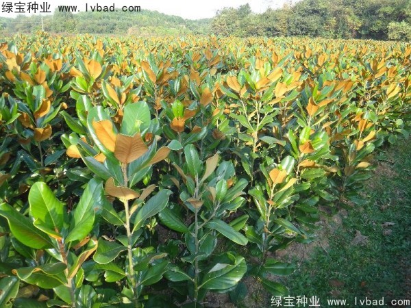 <a href='http://0755tehao.com/linmuzhongzi/1770.html' target='_blank'>廣玉蘭種子</a>