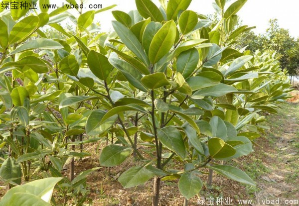 <a href='http://0755tehao.com/linmuzhongzi/1770.html' target='_blank'>廣玉蘭種子</a>