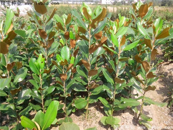 廣<a href='http://0755tehao.com/linmuzhongzi/1813.html' target='_blank'>玉蘭種子</a>