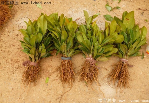 <a href='http://0755tehao.com/linmuzhongzi/1770.html' target='_blank'>廣玉蘭種子</a>