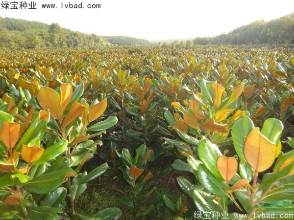 廣<a href='http://0755tehao.com/linmuzhongzi/1813.html' target='_blank'>玉蘭</a><a href='http://0755tehao.com/' target='_blank'>種子</a>
