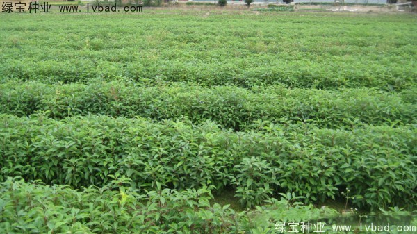 香樟樹<a href='http://0755tehao.com/' target='_blank'>種子</a>