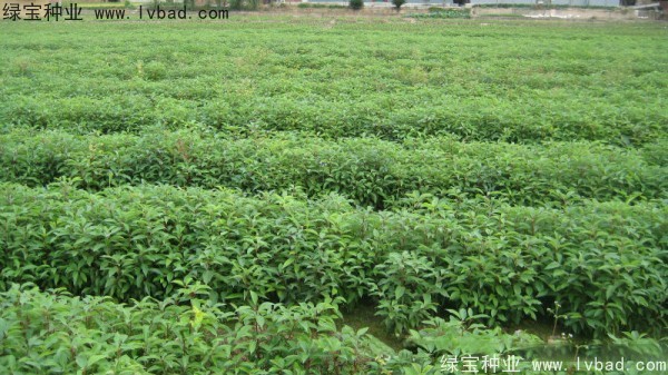 香樟樹<a href='http://0755tehao.com/' target='_blank'>種子</a>