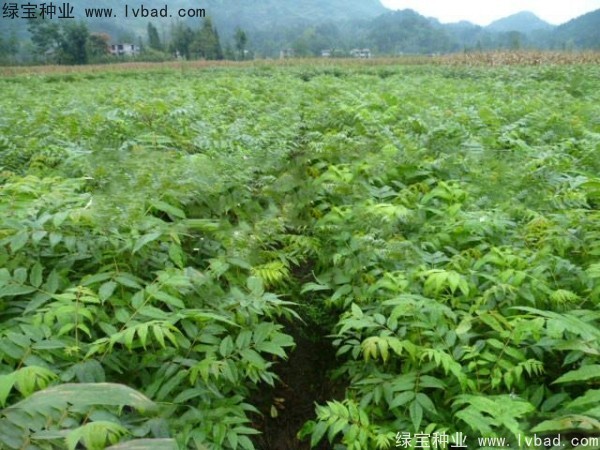 <a href='http://0755tehao.com/linmuzhongzi/2199.html' target='_blank'>黃柏種子</a>