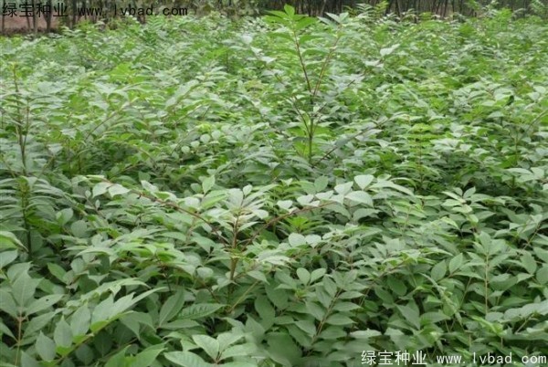 <a href='http://0755tehao.com/linmuzhongzi/2199.html' target='_blank'>黃柏</a><a href='http://0755tehao.com/' target='_blank'>種子</a>