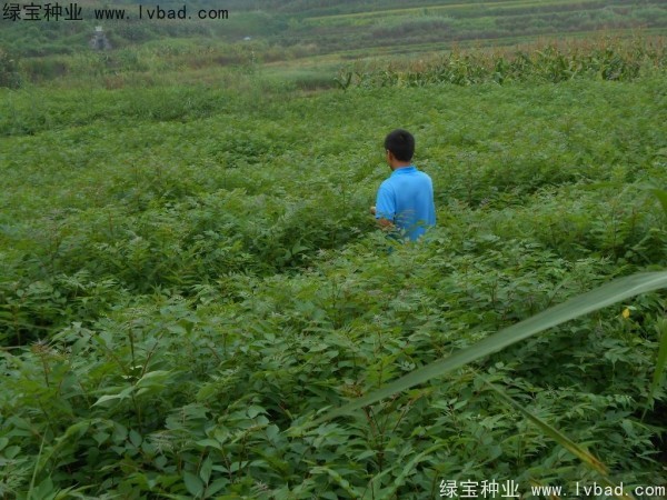 <a href='http://0755tehao.com/linmuzhongzi/2199.html' target='_blank'>黃柏</a><a href='http://0755tehao.com/' target='_blank'>種子</a>