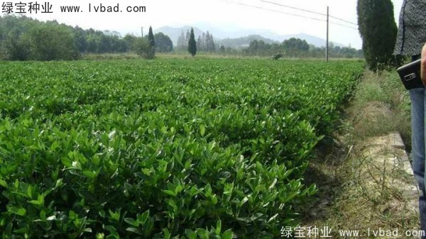 <a href='http://0755tehao.com/linmuzhongzi/2212.html' target='_blank'>梔子花</a><a href='http://0755tehao.com/' target='_blank'>種子</a>