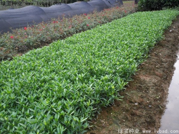 <a href='http://0755tehao.com/linmuzhongzi/2212.html' target='_blank'>梔子花</a><a href='http://0755tehao.com/' target='_blank'>種子</a>