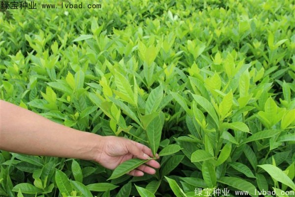 <a href='http://0755tehao.com/linmuzhongzi/2212.html' target='_blank'>梔子花種子</a>