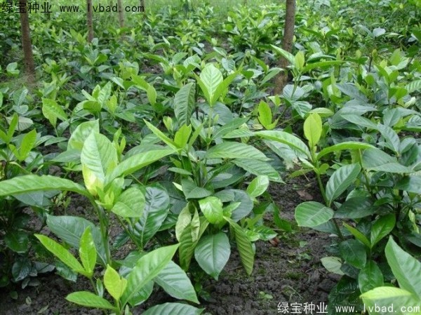 梔子花<a href='http://0755tehao.com/' target='_blank'>種子</a>