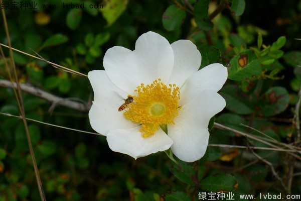 <a href='http://0755tehao.com/yaocaizhongzi/2294.html' target='_blank'>金櫻子</a><a href='http://0755tehao.com/' target='_blank'>種子</a>