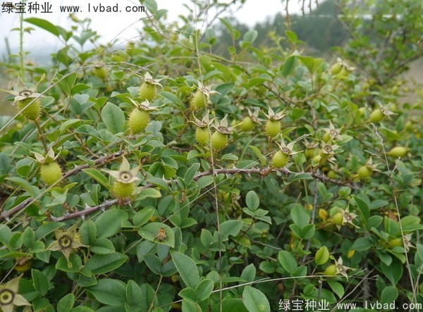 <a href='http://0755tehao.com/yaocaizhongzi/2294.html' target='_blank'>金櫻子種子</a>