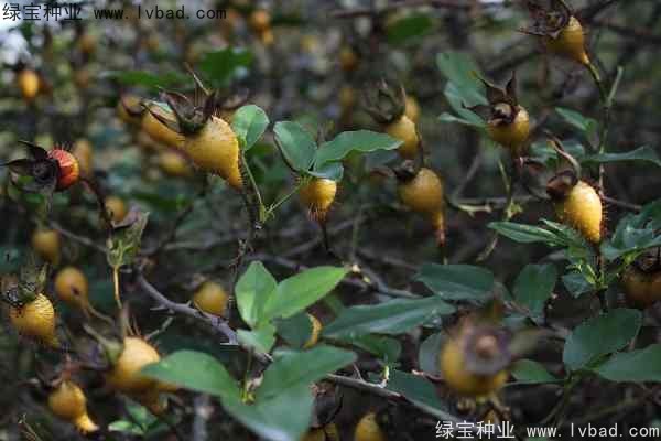 <a href='http://0755tehao.com/yaocaizhongzi/2294.html' target='_blank'>金櫻子種子</a>