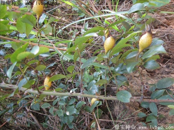 <a href='http://0755tehao.com/yaocaizhongzi/2294.html' target='_blank'>金櫻子</a><a href='http://0755tehao.com/' target='_blank'>種子</a>