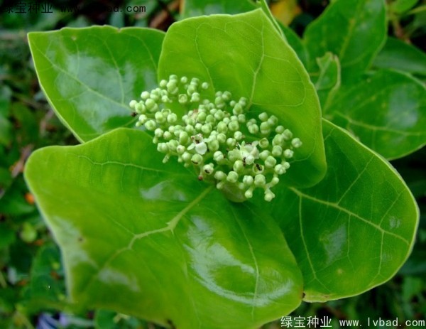 黃荊<a href='http://0755tehao.com/' target='_blank'>種子</a>