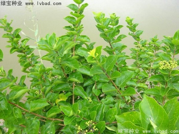<a href='http://0755tehao.com/yaocaizhongzi/2320.html' target='_blank'>黃荊種子</a>