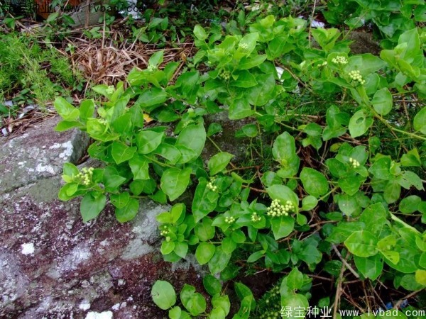 黃荊<a href='http://0755tehao.com/' target='_blank'>種子</a>