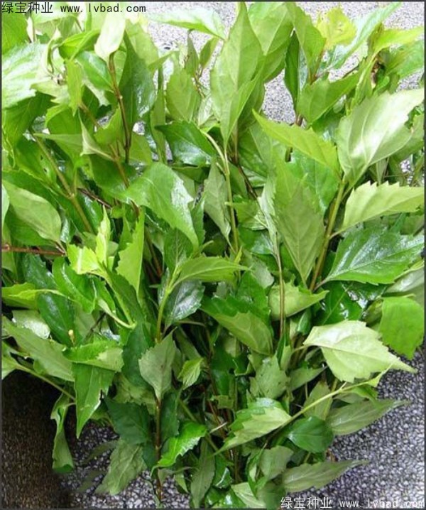 黃荊<a href='http://0755tehao.com/' target='_blank'>種子</a>