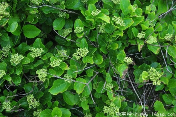 <a href='http://0755tehao.com/yaocaizhongzi/2320.html' target='_blank'>黃荊種子</a>