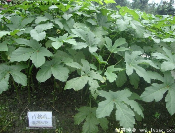 <a href='http://0755tehao.com/yaocaizhongzi/2331.html' target='_blank'>黃秋葵種子</a>