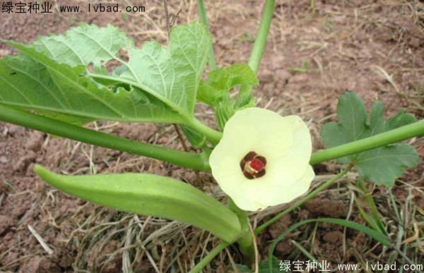 <a href='http://0755tehao.com/yaocaizhongzi/2331.html' target='_blank'>黃秋葵種子</a>
