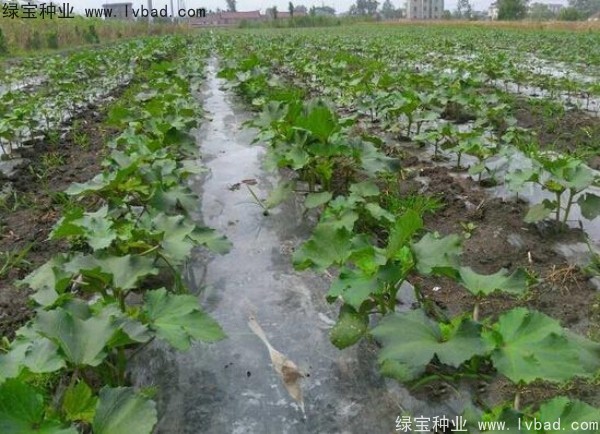 <a href='http://0755tehao.com/yaocaizhongzi/2331.html' target='_blank'>黃秋葵</a><a href='http://0755tehao.com/' target='_blank'>種子</a>