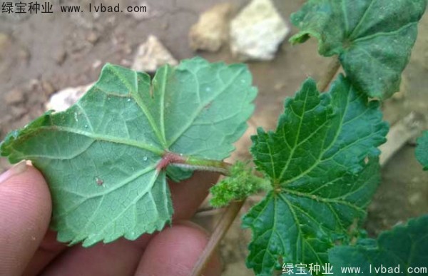 黃秋葵<a href='http://0755tehao.com/' target='_blank'>種子</a>