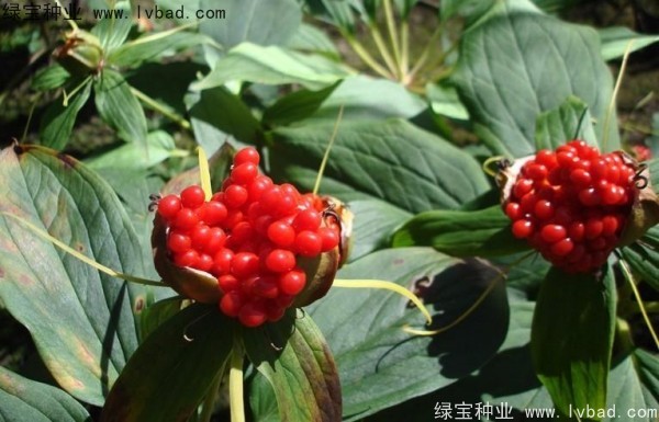<a href='http://0755tehao.com/yaocaizhongzi/2373.html' target='_blank'>重樓種子</a>