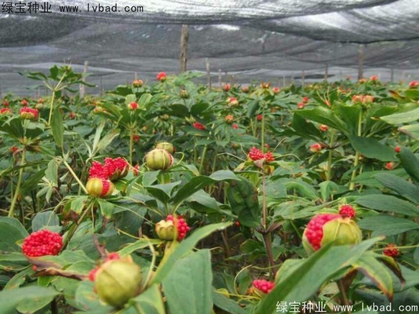 <a href='http://0755tehao.com/yaocaizhongzi/2373.html' target='_blank'>重樓種子</a>