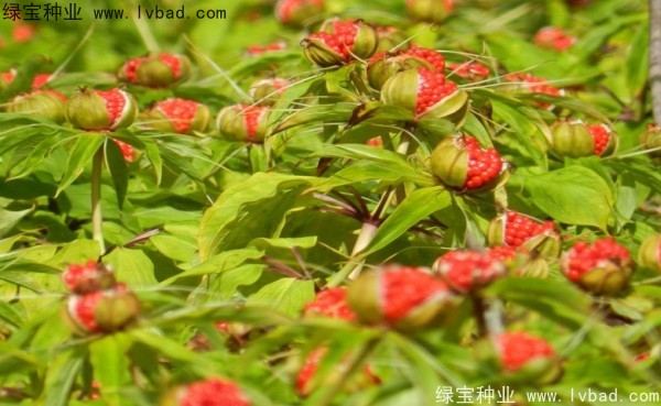 重樓<a href='http://0755tehao.com/' target='_blank'>種子</a>