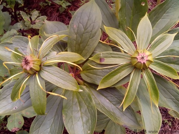 獨(dú)角蓮<a href='http://0755tehao.com/' target='_blank'>種子</a>發(fā)芽出苗圖片