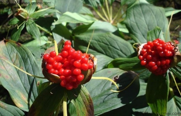 <a href='http://0755tehao.com/yaocaizhongzi/2348.html' target='_blank'>獨(dú)角蓮種子</a>發(fā)芽出苗圖片