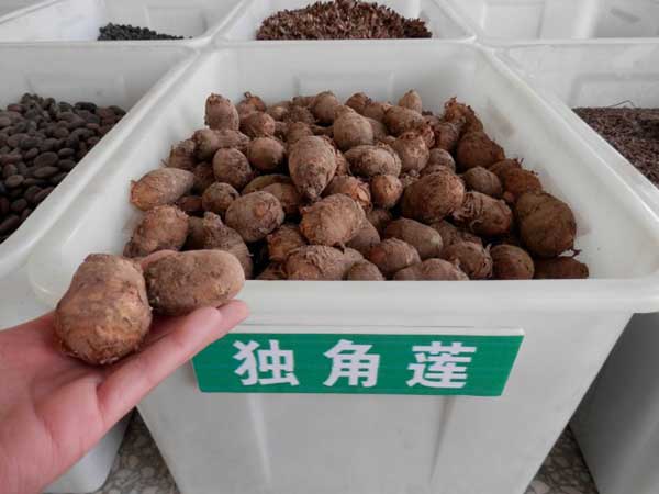 <a href='http://0755tehao.com/yaocaizhongzi/2348.html' target='_blank'>獨(dú)角蓮</a>種球種根圖片