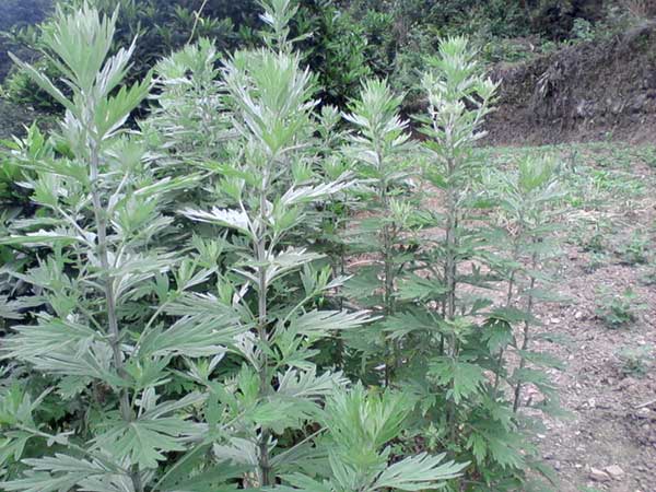 艾草<a href='http://0755tehao.com/' target='_blank'>種子</a>發(fā)芽出苗圖片