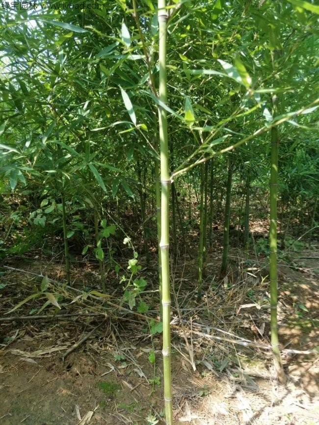 <a href='http://0755tehao.com/zhumiaozhuzi/3459.html' target='_blank'>翠竹</a>