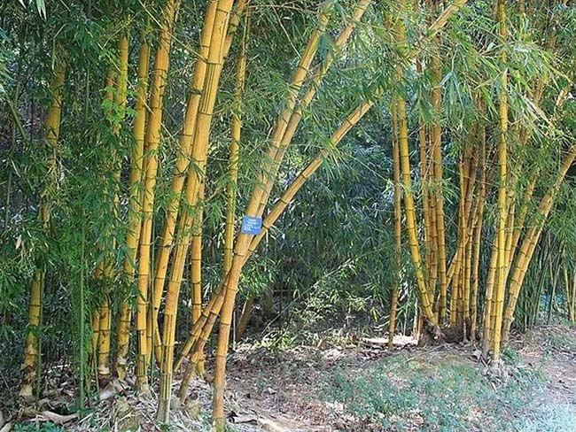 <a href='http://0755tehao.com/zhumiaozhuzi/3443.html' target='_blank'>黃槽竹</a>