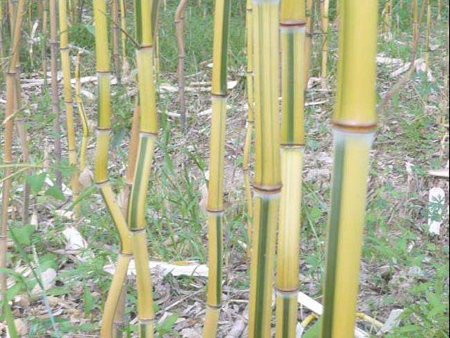 <a href='http://0755tehao.com/zhumiaozhuzi/3448.html' target='_blank'>金鑲玉竹</a>