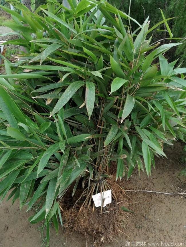 <a href='http://0755tehao.com/zhumiaozhuzi/3450.html' target='_blank'>箬竹</a>