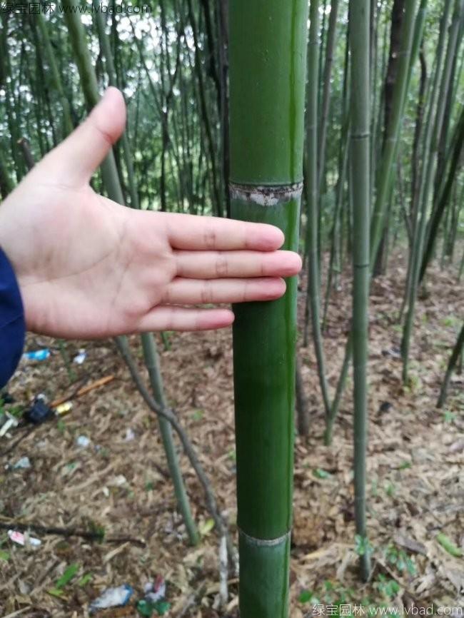 <a href='http://0755tehao.com/linmuzhongzi/2256.html' target='_blank'>楠竹</a>